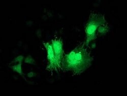 CDK2 Monoclonal Antibody (OTI4D3), TrueMAB , OriGene 100 &mu;L; Unconjugated:Antibodies,