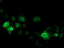 CDK2 Monoclonal Antibody (OTI1A8), TrueMAB , OriGene 30 &mu;L; Unconjugated:Antibodies,