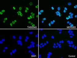 CDK2 Monoclonal Antibody (OTI1A8), TrueMAB , OriGene:Antibodies:Primary