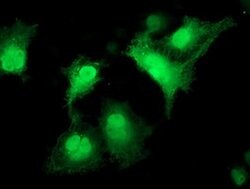 CDK2 Monoclonal Antibody (OTI5A10), TrueMAB , OriGene 30 &mu;L; Unconjugated:Antibodies,