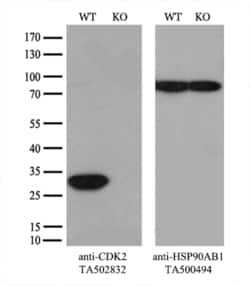 CDK2 Monoclonal Antibody (OTI1H5), TrueMAB , OriGene 30 &mu;L; Unconjugated:Antibodies,