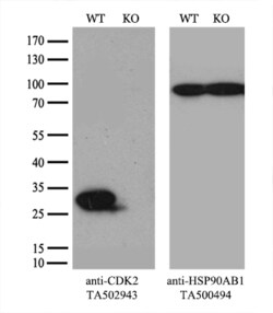 CDK2 Monoclonal Antibody (OTI1A8), TrueMAB , OriGene 30 &mu;L; Unconjugated:Antibodies,