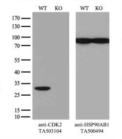 CDK2 Monoclonal Antibody (OTI5A10), TrueMAB , OriGene 30 &mu;L; Unconjugated:Antibodies,
