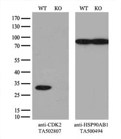 CDK2 Mouse anti-Human, Clone: OTI1C4, liquid, TrueMAB 100 &mu;L; Unconjugated:Antibodies,
