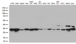 CDK2 Mouse anti-Human, Clone: OTI1C4, liquid, TrueMAB 100 &mu;L; Unconjugated:Antibodies,