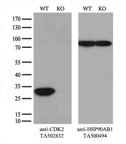 CDK2 Monoclonal Antibody (OTI1H5), TrueMAB , OriGene 100 &mu;L; Unconjugated:Antibodies,