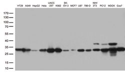 CDK2 Monoclonal Antibody (OTI1H5), TrueMAB , OriGene 100 &mu;L; Unconjugated:Antibodies,