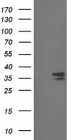 CDK2 Mouse anti-Human, Clone: OTI4B4, lyophilized, TrueMAB 100 &mu;g; Unconjugated:Antibodies,