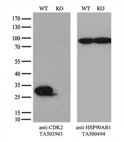 CDK2 Monoclonal Antibody (OTI1A8), TrueMAB , OriGene 30 &mu;L; Unconjugated:Antibodies,