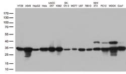 CDK2 Monoclonal Antibody (OTI1A8), TrueMAB , OriGene 30 &mu;L; Unconjugated:Antibodies,