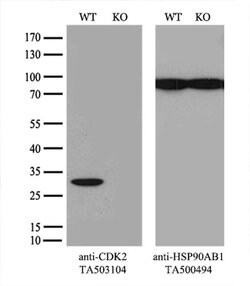 CDK2 Monoclonal Antibody (OTI5A10), TrueMAB , OriGene 30 &mu;L; Unconjugated:Antibodies,