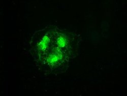 CDK5 Mouse anti-Canine, Human, Clone: OTI2H6, liquid, TrueMAB 100 &mu;L;