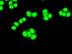 CDK5 Mouse anti-Canine, Human, Clone: OTI2H6, liquid, TrueMAB 100 &mu;L;