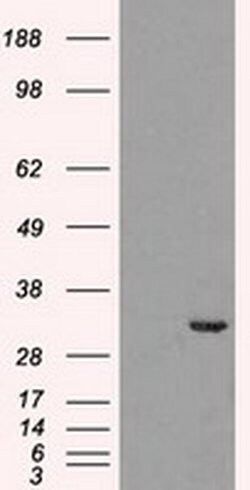 CDK5 Mouse anti-Canine, Human, Clone: OTI2H6, liquid, TrueMAB 100 &mu;L;