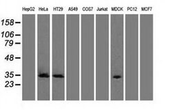 CDK5 Mouse anti-Canine, Human, Clone: OTI2H6, liquid, TrueMAB 100 &mu;L;