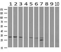 CDK5 Mouse anti-Canine, Human, Clone: OTI2H6, liquid, TrueMAB 100 &mu;L;