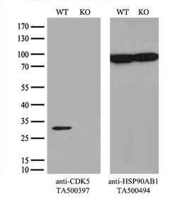 CDK5 Mouse anti-Canine, Human, Clone: OTI2H6, liquid, TrueMAB 100 &mu;L;