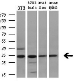 CDK5 Mouse anti-Canine, Human, Clone: OTI2H6, liquid, TrueMAB 100 &mu;L;
