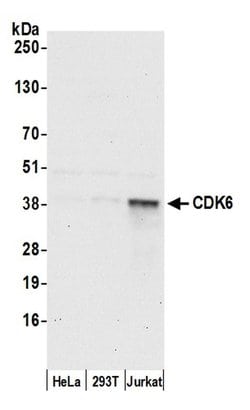 CDK6 Rabbit anti-Human, Polyclonal, Bethyl Laboratories 100 &mu;L; Unconjugated:Antibodies,