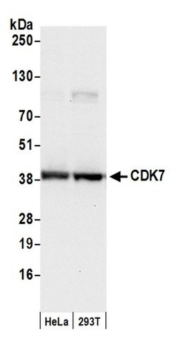 CDK7 Polyclonal Antibody, Bethyl Laboratories:Antibodies:Primary Antibodies