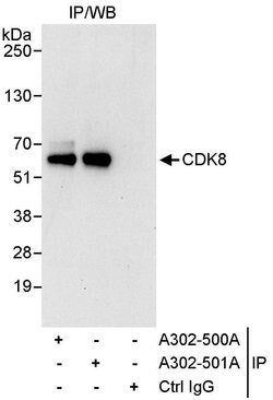 CDK8 Rabbit anti-Human, Polyclonal, Bethyl Laboratories 10 &mu;L; Unconjugated:Antibodies,