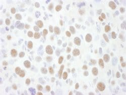 CDK9 Rabbit anti-Human, Mouse, Polyclonal, Bethyl Laboratories 100 &mu;L;