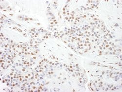 CDK9 Rabbit anti-Human, Mouse, Polyclonal, Bethyl Laboratories 100 &mu;L;