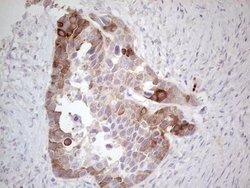 CDKL1 Mouse anti-Human, Clone: OTI1H4, lyophilized, TrueMAB 100 &mu;g;
