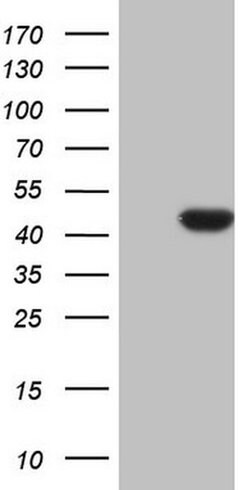 CDKL1 Monoclonal Antibody (OTI1H4), TrueMAB , OriGene:Antibodies:Primary