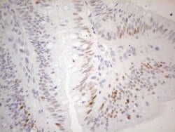 CDKN1A Monoclonal Antibody (OTI7C8), TrueMAB , OriGene 100 &mu;L; Unconjugated:Antibodies,