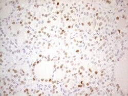 CDKN1A Monoclonal Antibody (OTI7C8), TrueMAB , OriGene 100 &mu;L; Unconjugated:Antibodies,