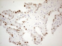 CDKN1A Monoclonal Antibody (OTI7C8), TrueMAB , OriGene 100 &mu;L; Unconjugated:Antibodies,