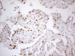 CDKN1A Monoclonal Antibody (OTI4B11), TrueMAB , OriGene 100 &mu;L; Unconjugated:Antibodies,