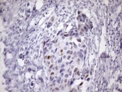 CDKN1A Monoclonal Antibody (OTI4B11), TrueMAB , OriGene 100 &mu;L; Unconjugated:Antibodies,