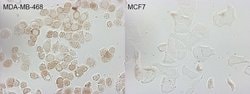 CDKN2A (p16INK4a) Monoclonal Antibody (OTI8A1), TrueMAB , OriGene:Antibodies:Primary