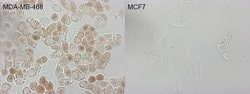 CDKN2A Monoclonal Antibody (OTI3G3), TrueMAB , OriGene 100 &mu;L; Unconjugated:Antibodies,