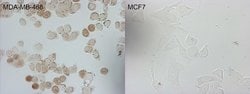 CDKN2A Monoclonal Antibody (OTI13E10), TrueMAB , OriGene 100 &mu;L; Unconjugated:Antibodies,
