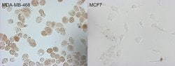 CDKN2A Monoclonal Antibody (OTI1F5), TrueMAB , OriGene 100 &mu;L; Unconjugated:Antibodies,