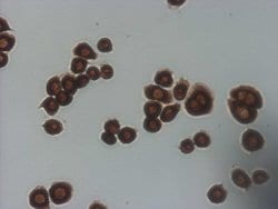 CDKN2A Monoclonal Antibody (OTI2G1), TrueMAB , OriGene 100 &mu;L; Unconjugated:Antibodies,