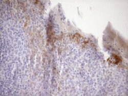 CDKN2A Monoclonal Antibody (OTI1H3), TrueMAB , OriGene 100 &mu;L; Unconjugated:Antibodies,