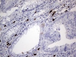 CDKN2A (p16INK4a) Monoclonal Antibody (OTI5H5), TrueMAB , OriGene 30 &mu;L;