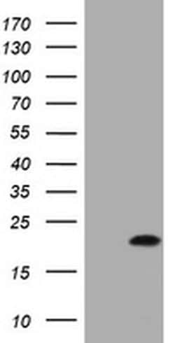 CDKN2A (p16INK4a) Monoclonal Antibody (OTI8A1), TrueMAB , OriGene:Antibodies:Primary