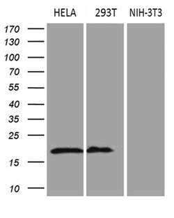 CDKN2A Monoclonal Antibody (OTI4H4), TrueMAB , OriGene 100 &mu;L; Unconjugated:Antibodies,