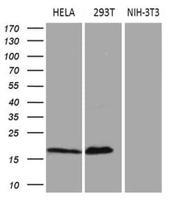 CDKN2A Monoclonal Antibody (OTI11D3), TrueMAB , OriGene:Antibodies:Primary