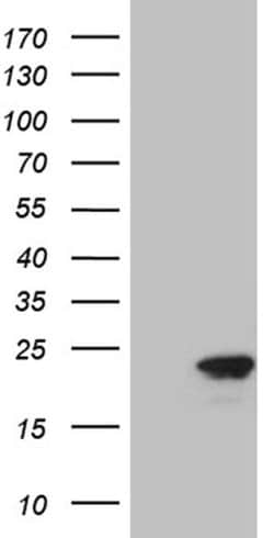 CDKN2A Monoclonal Antibody (OTI4E11), TrueMAB , OriGene 30 &mu;L; Unconjugated:Antibodies,