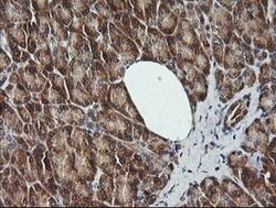 CDKN2B Mouse anti-Human, Clone: OTI8H4, lyophilized, TrueMAB 100 &mu;g;
