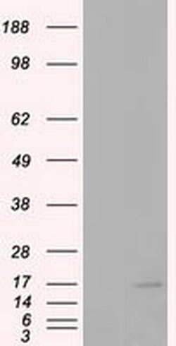 CDKN2B Monoclonal Antibody (OTI3E4), TrueMAB , OriGene:Antibodies:Primary