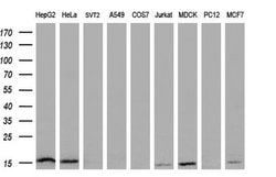 CDKN2B Monoclonal Antibody (OTI3B6), TrueMAB , OriGene 100 &mu;L; Unconjugated:Antibodies,