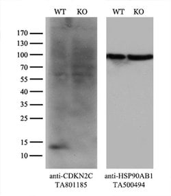 CDKN2C Monoclonal Antibody (OTI6D3), TrueMAB , OriGene 100 &mu;L; Unconjugated:Antibodies,