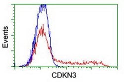 CDKN3 Monoclonal Antibody (OTI2H10), TrueMAB , OriGene 100 &mu;L; Unconjugated:Antibodies,